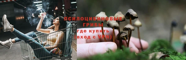 прущие грибы Новокубанск